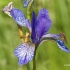 Siberian Iris - Iris sibirica | Fotografijos autorius : Gediminas Gražulevičius | © Macronature.eu | Macro photography web site