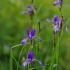 Siberian Iris - Iris sibirica | Fotografijos autorius : Nomeda Vėlavičienė | © Macronature.eu | Macro photography web site