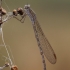 Sibirinė strėliukė - Sympecma paedisca | Fotografijos autorius : Agnė Našlėnienė | © Macrogamta.lt | Šis tinklapis priklauso bendruomenei kuri domisi makro fotografija ir fotografuoja gyvąjį makro pasaulį.