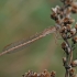 Sibirinė strėliukė - Sympecma paedisca | Fotografijos autorius : Gintautas Steiblys | © Macrogamta.lt | Šis tinklapis priklauso bendruomenei kuri domisi makro fotografija ir fotografuoja gyvąjį makro pasaulį.