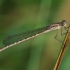 Sibirinė strėliukė - Sympecma paedisca | Fotografijos autorius : Gintautas Steiblys | © Macrogamta.lt | Šis tinklapis priklauso bendruomenei kuri domisi makro fotografija ir fotografuoja gyvąjį makro pasaulį.