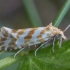 Sidabrajuostis siaurasparnis lapsukis - Aethes margaritana | Fotografijos autorius : Žilvinas Pūtys | © Macrogamta.lt | Šis tinklapis priklauso bendruomenei kuri domisi makro fotografija ir fotografuoja gyvąjį makro pasaulį.