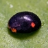 Sigil Lady Beetle - Hyperaspis campestris  | Fotografijos autorius : Kazimieras Martinaitis | © Macrogamta.lt | Šis tinklapis priklauso bendruomenei kuri domisi makro fotografija ir fotografuoja gyvąjį makro pasaulį.