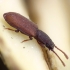 Silvanid Flat Bark Beetle - Silvanoprus fagi | Fotografijos autorius : Vidas Brazauskas | © Macronature.eu | Macro photography web site