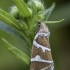 Silver barred - Deltote bankiana | Fotografijos autorius : Žilvinas Pūtys | © Macronature.eu | Macro photography web site