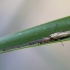 Shadow stretch spider - Tetragnatha montana ♀ | Fotografijos autorius : Žilvinas Pūtys | © Macronature.eu | Macro photography web site