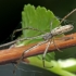 Silver stretch spider - Tetragnatha montana | Fotografijos autorius : Gintautas Steiblys | © Macronature.eu | Macro photography web site