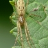 Shadow stretch spider - Tetragnatha montana | Fotografijos autorius : Vidas Brazauskas | © Macronature.eu | Macro photography web site