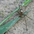 Shadow stretch spider - Tetragnatha montana | Fotografijos autorius : Vytautas Gluoksnis | © Macronature.eu | Macro photography web site