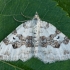 Silver-ground Carpet - Xanthorhoe montanata | Fotografijos autorius : Žilvinas Pūtys | © Macronature.eu | Macro photography web site