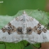 Silver-ground Carpet - Xanthorhoe montanata | Fotografijos autorius : Arūnas Eismantas | © Macronature.eu | Macro photography web site