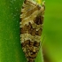 Silver-striped Marble - Celypha rivulana | Fotografijos autorius : Romas Ferenca | © Macronature.eu | Macro photography web site