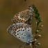 Silver-studded Blue - Plebeius argus  | Fotografijos autorius : Gintautas Steiblys | © Macronature.eu | Macro photography web site