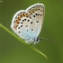 Idas Blue - Plebejus idas | Fotografijos autorius : Vidas Brazauskas | © Macronature.eu | Macro photography web site