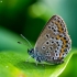 Silver-studded Blue - Plebejus argus | Fotografijos autorius : Oskaras Venckus | © Macronature.eu | Macro photography web site