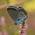 Silver-studded Blue - Plebejus argus | Fotografijos autorius : Gintautas Steiblys | © Macronature.eu | Macro photography web site