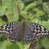 Silver-washed fritillary - Argynnis paphia | Fotografijos autorius : Vytautas Gluoksnis | © Macronature.eu | Macro photography web site