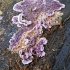 Silverleaf Fungus - Chondrostereum purpureum | Fotografijos autorius : Gintautas Steiblys | © Macronature.eu | Macro photography web site