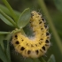 Six-spot burnet - Zygaena filipendulae, caterpillar | Fotografijos autorius : Žilvinas Pūtys | © Macronature.eu | Macro photography web site
