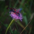Vingiorykštinis marguolis - Zygaena filipendulae | Fotografijos autorius : Mindaugas Leliunga | © Macronature.eu | Macro photography web site