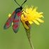 Vingiorykštinis marguolis - Zygaena filipendulae | Fotografijos autorius : Aleksandras Riabčikovas | © Macronature.eu | Macro photography web site