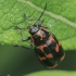 Six-spotted Pot Beetle - Cryptocephalus sexpunctatus | Fotografijos autorius : Gintautas Steiblys | © Macronature.eu | Macro photography web site