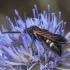 Dėmėtoji skolija - Scolia sexmaculata | Fotografijos autorius : Gintautas Steiblys | © Macronature.eu | Macro photography web site