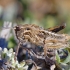 Uolinio skėrio Ocneridia nigropunctata nimfa | Fotografijos autorius : Deividas Makavičius | © Macrogamta.lt | Šis tinklapis priklauso bendruomenei kuri domisi makro fotografija ir fotografuoja gyvąjį makro pasaulį.