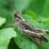 Skėrys  | Fotografijos autorius : Vidas Brazauskas | © Macrogamta.lt | Šis tinklapis priklauso bendruomenei kuri domisi makro fotografija ir fotografuoja gyvąjį makro pasaulį.