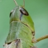 Skėrys | Fotografijos autorius : Vidas Brazauskas | © Macrogamta.lt | Šis tinklapis priklauso bendruomenei kuri domisi makro fotografija ir fotografuoja gyvąjį makro pasaulį.