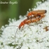 Skėtinis minkštavabalis (Rhagonycha fulva) | Fotografijos autorius : Aleksandras Naryškin | © Macrogamta.lt | Šis tinklapis priklauso bendruomenei kuri domisi makro fotografija ir fotografuoja gyvąjį makro pasaulį.