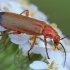 Skėtinis minkštavabalis - Rhagonycha fulva | Fotografijos autorius : Gintautas Steiblys | © Macrogamta.lt | Šis tinklapis priklauso bendruomenei kuri domisi makro fotografija ir fotografuoja gyvąjį makro pasaulį.