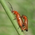 Skėtinis minkštavabalis - Rhagonycha fulva | Fotografijos autorius : Vytautas Gluoksnis | © Macrogamta.lt | Šis tinklapis priklauso bendruomenei kuri domisi makro fotografija ir fotografuoja gyvąjį makro pasaulį.