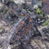 Skaidriasparnis šeriasprindis - Lycia pomonaria ♀ | Fotografijos autorius : Romas Ferenca | © Macrogamta.lt | Šis tinklapis priklauso bendruomenei kuri domisi makro fotografija ir fotografuoja gyvąjį makro pasaulį.