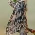 Skaidriasparnis šeriasprindis - Lycia pomonaria | Fotografijos autorius : Gintautas Steiblys | © Macrogamta.lt | Šis tinklapis priklauso bendruomenei kuri domisi makro fotografija ir fotografuoja gyvąjį makro pasaulį.