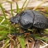 Skarabėjus - Scarabaeus variolosus | Fotografijos autorius : Gintautas Steiblys | © Macrogamta.lt | Šis tinklapis priklauso bendruomenei kuri domisi makro fotografija ir fotografuoja gyvąjį makro pasaulį.