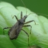 Skruzdėlinė skerdblakė - Himacerus mirmicoides | Fotografijos autorius : Vidas Brazauskas | © Macrogamta.lt | Šis tinklapis priklauso bendruomenei kuri domisi makro fotografija ir fotografuoja gyvąjį makro pasaulį.