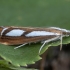 Skersadryžis samaninukas - Catoptria permutatellus | Fotografijos autorius : Žilvinas Pūtys | © Macrogamta.lt | Šis tinklapis priklauso bendruomenei kuri domisi makro fotografija ir fotografuoja gyvąjį makro pasaulį.