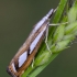 Skersadryžis samaninukas | Catoptria permutatellus | Fotografijos autorius : Darius Baužys | © Macrogamta.lt | Šis tinklapis priklauso bendruomenei kuri domisi makro fotografija ir fotografuoja gyvąjį makro pasaulį.