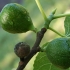 Skiautėtalapis fikusas - Ficus carica | Fotografijos autorius : Gintautas Steiblys | © Macrogamta.lt | Šis tinklapis priklauso bendruomenei kuri domisi makro fotografija ir fotografuoja gyvąjį makro pasaulį.