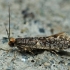 Skin moth - Monopis laevigella | Fotografijos autorius : Gintautas Steiblys | © Macronature.eu | Macro photography web site