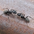 Skruzdėlė - Camponotus vaga | Fotografijos autorius : Gintautas Steiblys | © Macrogamta.lt | Šis tinklapis priklauso bendruomenei kuri domisi makro fotografija ir fotografuoja gyvąjį makro pasaulį.