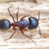 Skruzdėlė - Camponotus herculeanus | Fotografijos autorius : Romas Ferenca | © Macrogamta.lt | Šis tinklapis priklauso bendruomenei kuri domisi makro fotografija ir fotografuoja gyvąjį makro pasaulį.