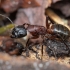 Skruzdėlė - Camponotus ligniperda | Fotografijos autorius : Žilvinas Pūtys | © Macrogamta.lt | Šis tinklapis priklauso bendruomenei kuri domisi makro fotografija ir fotografuoja gyvąjį makro pasaulį.