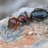 Skruzdėlė - Camponotus ruber | Fotografijos autorius : Gintautas Steiblys | © Macrogamta.lt | Šis tinklapis priklauso bendruomenei kuri domisi makro fotografija ir fotografuoja gyvąjį makro pasaulį.