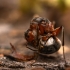 Skruzdėlė - Formica cf pratensis | Fotografijos autorius : Mindaugas Leliunga | © Macrogamta.lt | Šis tinklapis priklauso bendruomenei kuri domisi makro fotografija ir fotografuoja gyvąjį makro pasaulį.