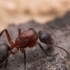 Skruzdėlė - Formica sanguinea | Fotografijos autorius : Mindaugas Leliunga | © Macrogamta.lt | Šis tinklapis priklauso bendruomenei kuri domisi makro fotografija ir fotografuoja gyvąjį makro pasaulį.