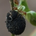 Azijinė skruzdėlė-siuvėja - Oecophylla smaragdina | Fotografijos autorius : Deividas Makavičius | © Macrogamta.lt | Šis tinklapis priklauso bendruomenei kuri domisi makro fotografija ir fotografuoja gyvąjį makro pasaulį.