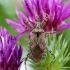 Skruzdėlinė skerdblakė - Himacerus mirmicoides | Fotografijos autorius : Vaida Paznekaitė | © Macrogamta.lt | Šis tinklapis priklauso bendruomenei kuri domisi makro fotografija ir fotografuoja gyvąjį makro pasaulį.