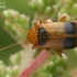 Skullcap leaf beetle - Phyllobrotica quadrimaculata  | Fotografijos autorius : Gintautas Steiblys | © Macronature.eu | Macro photography web site
